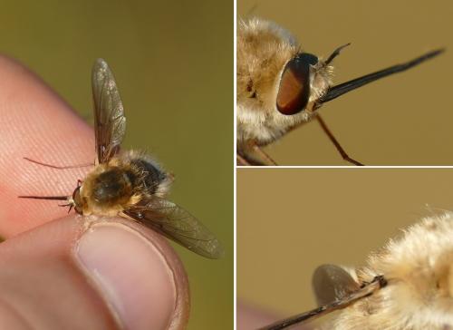 Réf. 217 727 : Bombylius canescens